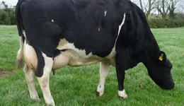 Top British Friesian from Northern Irish herd